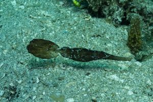 Robust Ghostpipefish