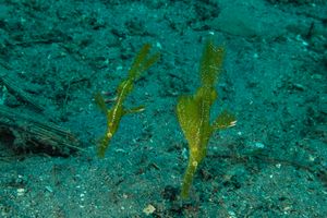 Robust Ghostpipefish