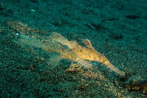 Robust Ghostpipefish