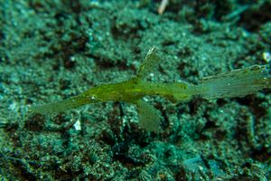 Robust Ghostpipefish