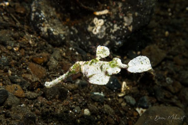 Halimeda Ghostpipefish