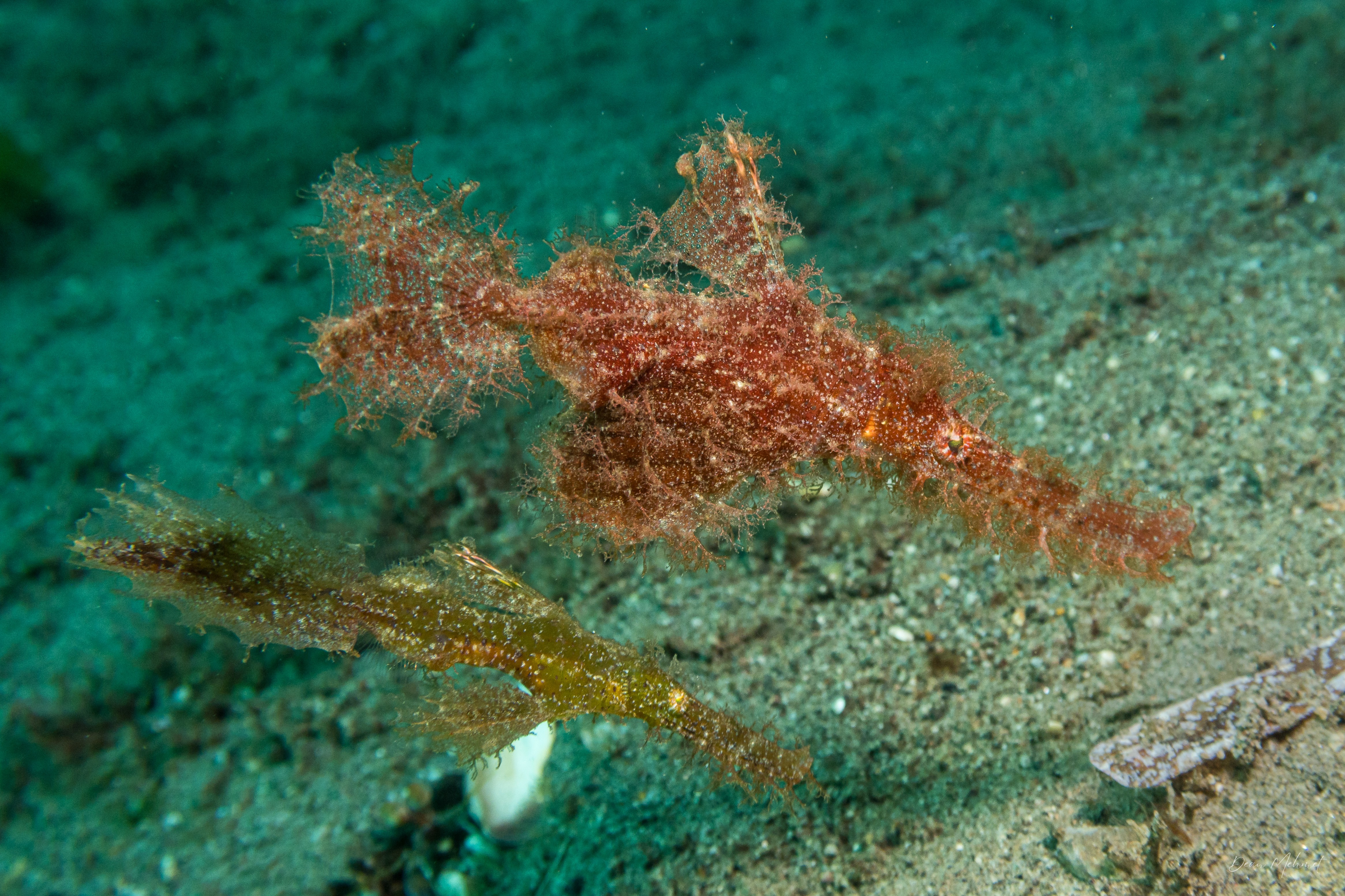 Roughsnout Ghostpipefish