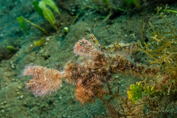 Roughsnout Ghostpipefish