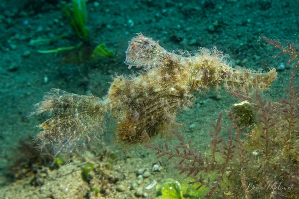 Roughsnout Ghostpipefish