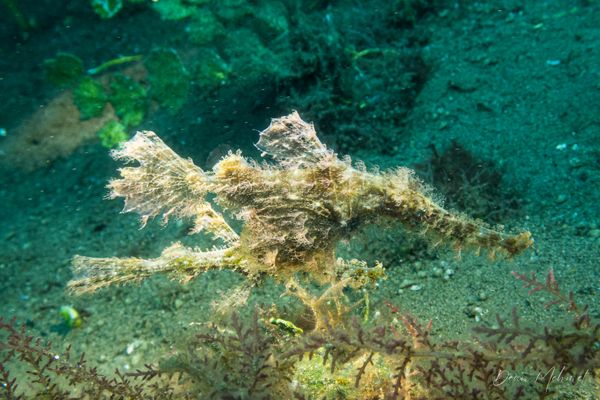Roughsnout Ghostpipefish
