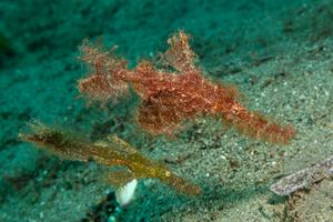 Ghost Pipefishes representative species