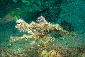 Roughsnout Ghostpipefish