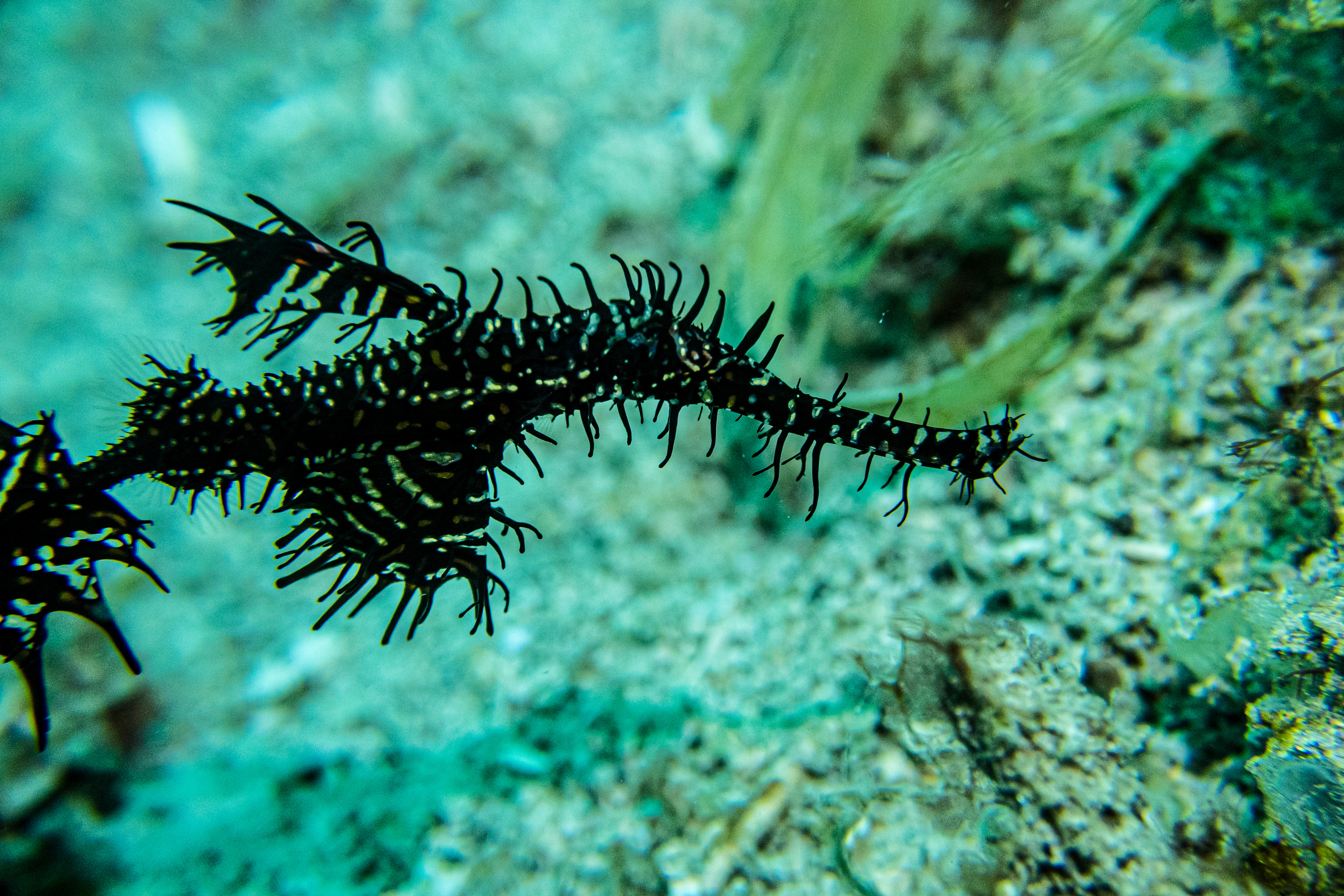 Ornate Ghostpipefish
