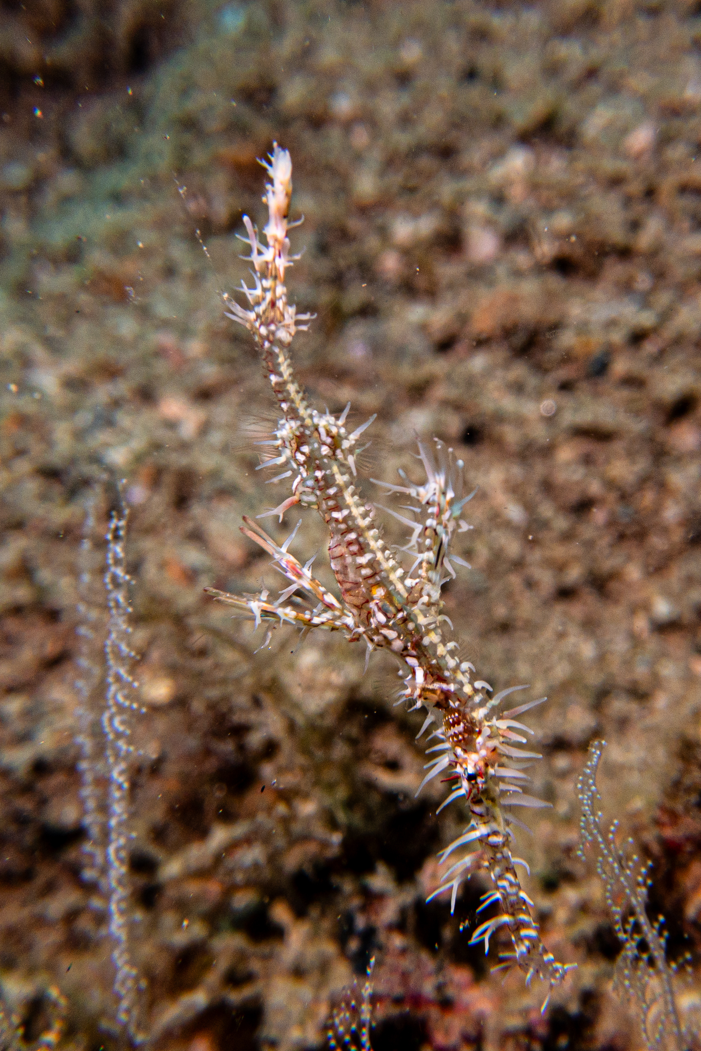 Ornate Ghostpipefish