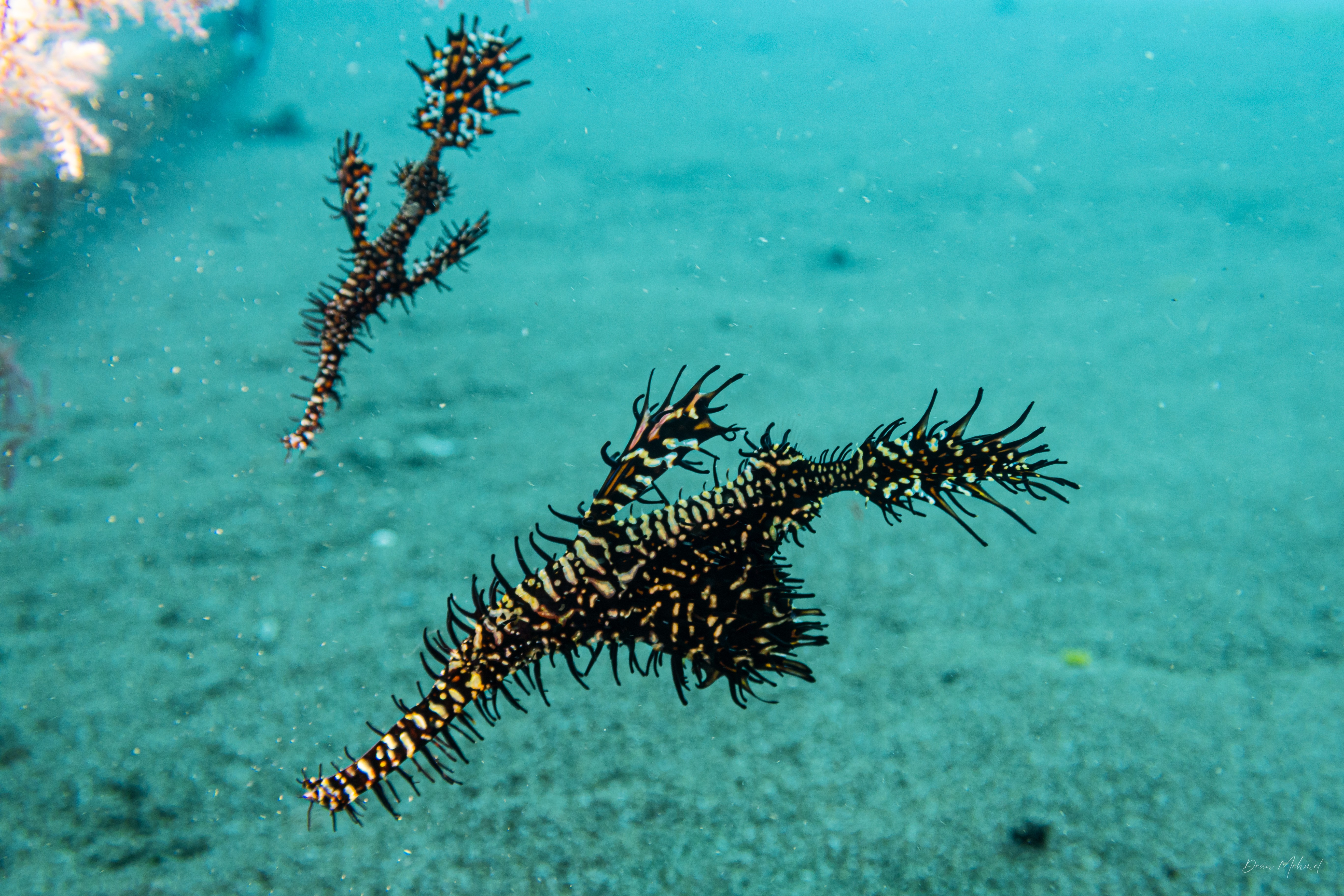 Ornate Ghostpipefish