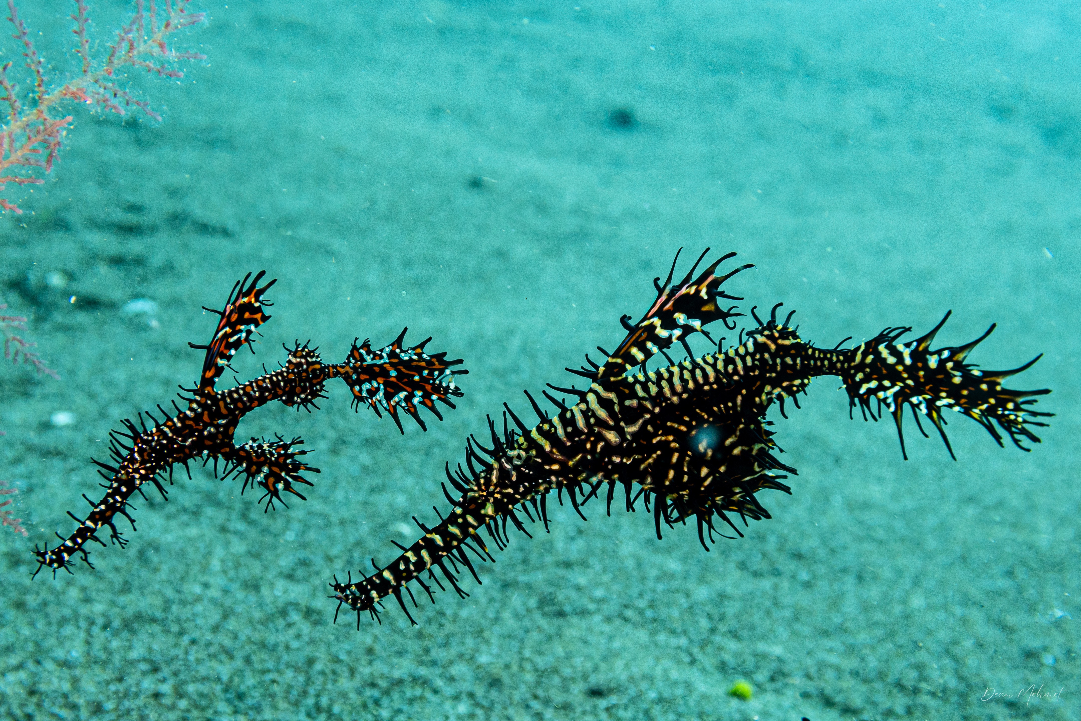 Ornate Ghostpipefish