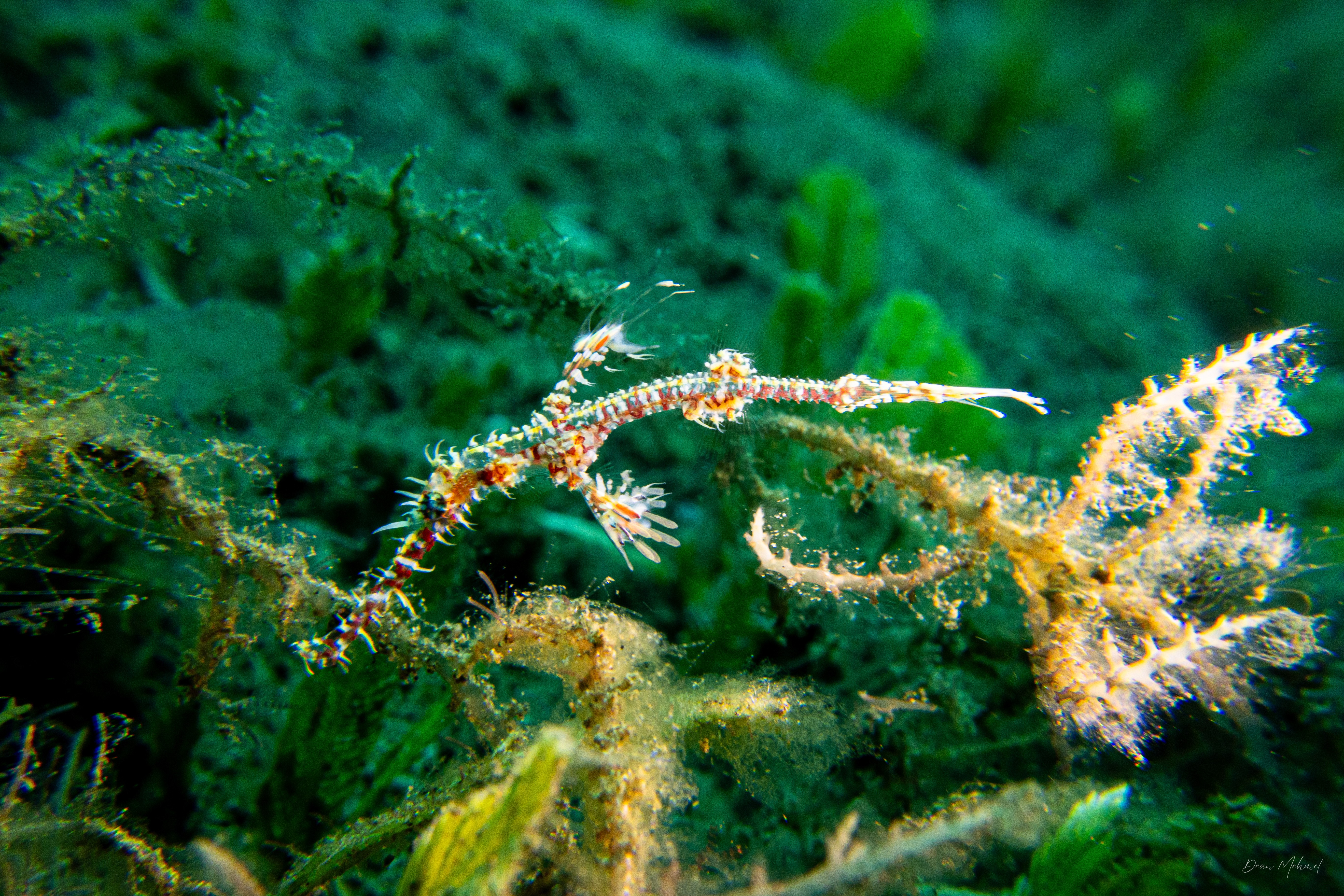 Ornate Ghostpipefish