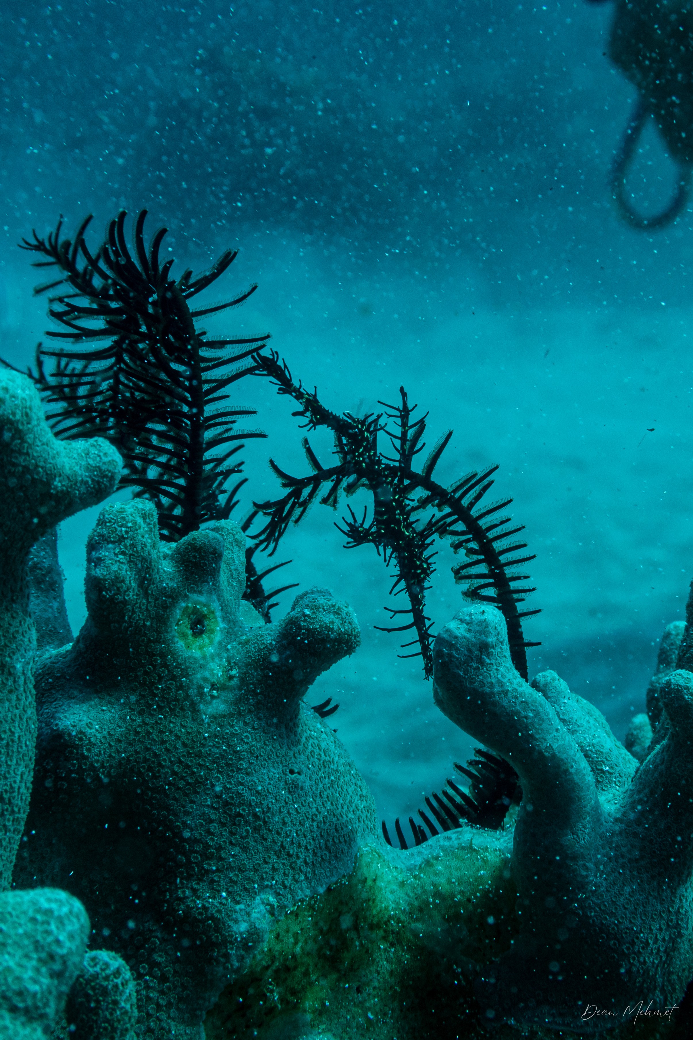 Ornate Ghostpipefish
