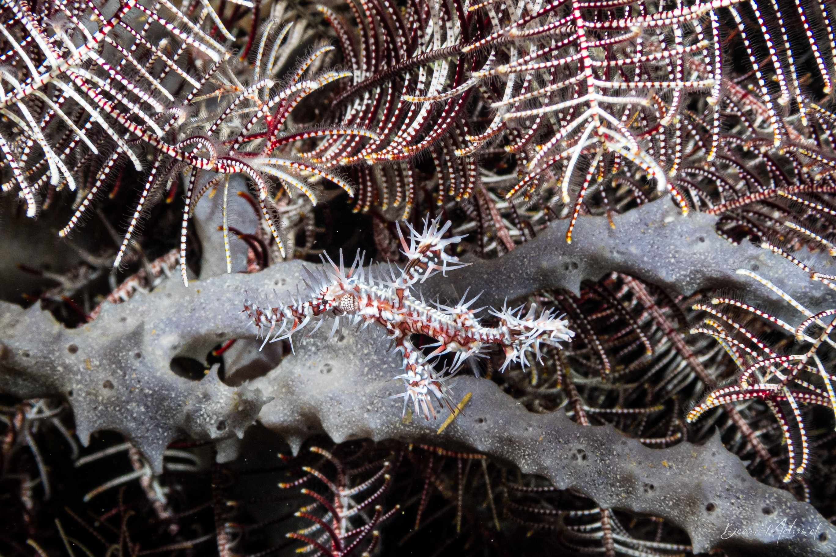 Ornate Ghostpipefish