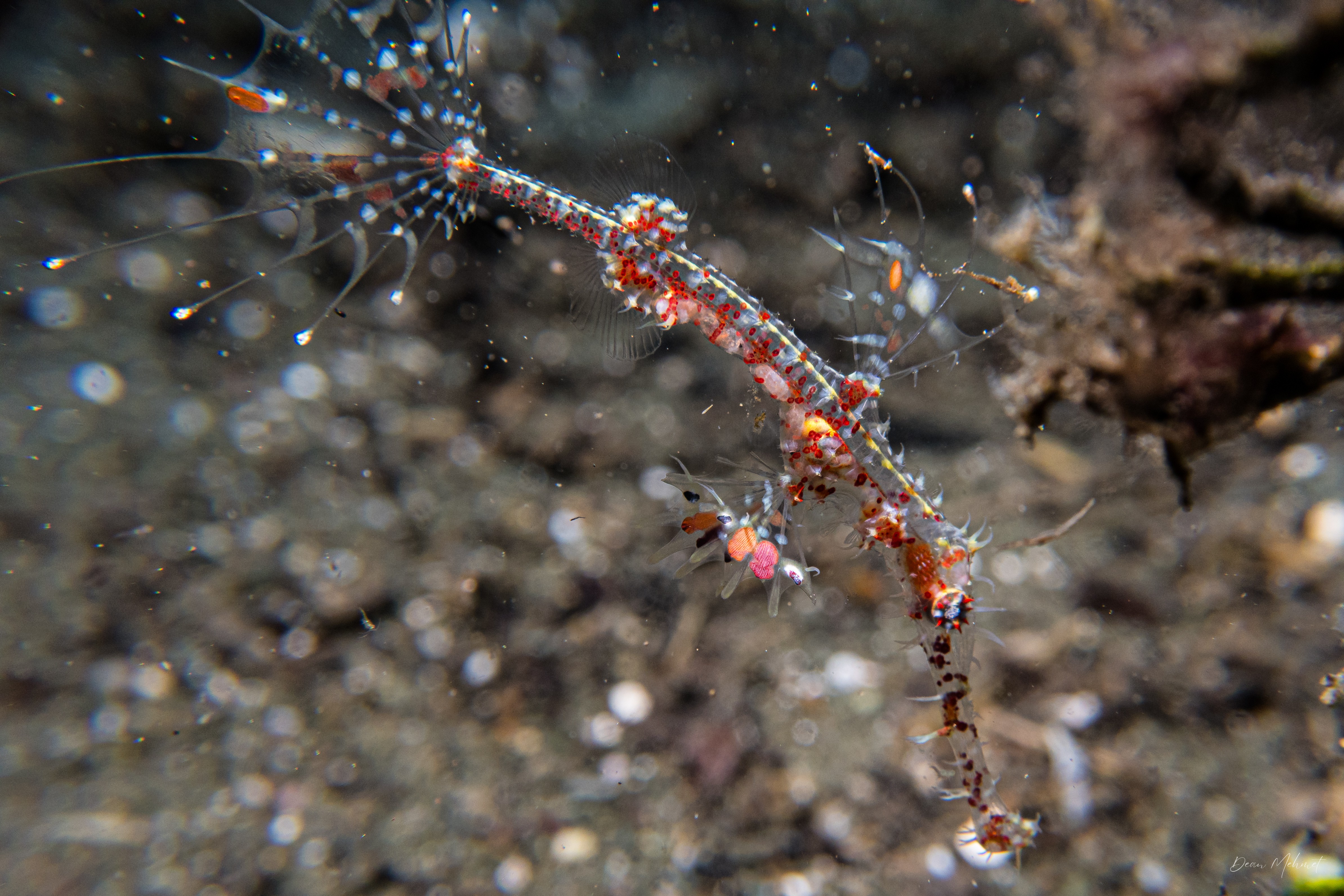 Ornate Ghostpipefish