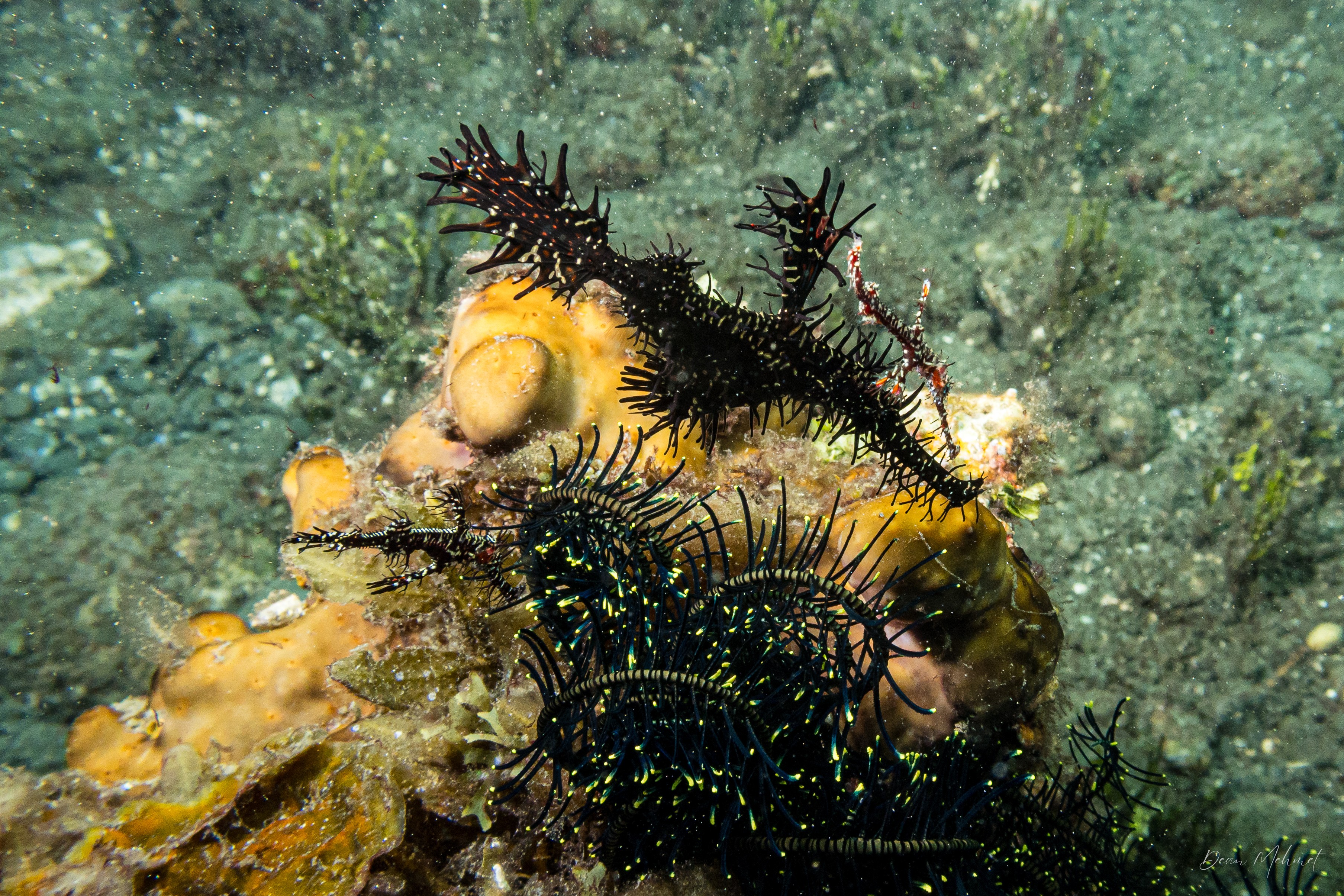 Ornate Ghostpipefish