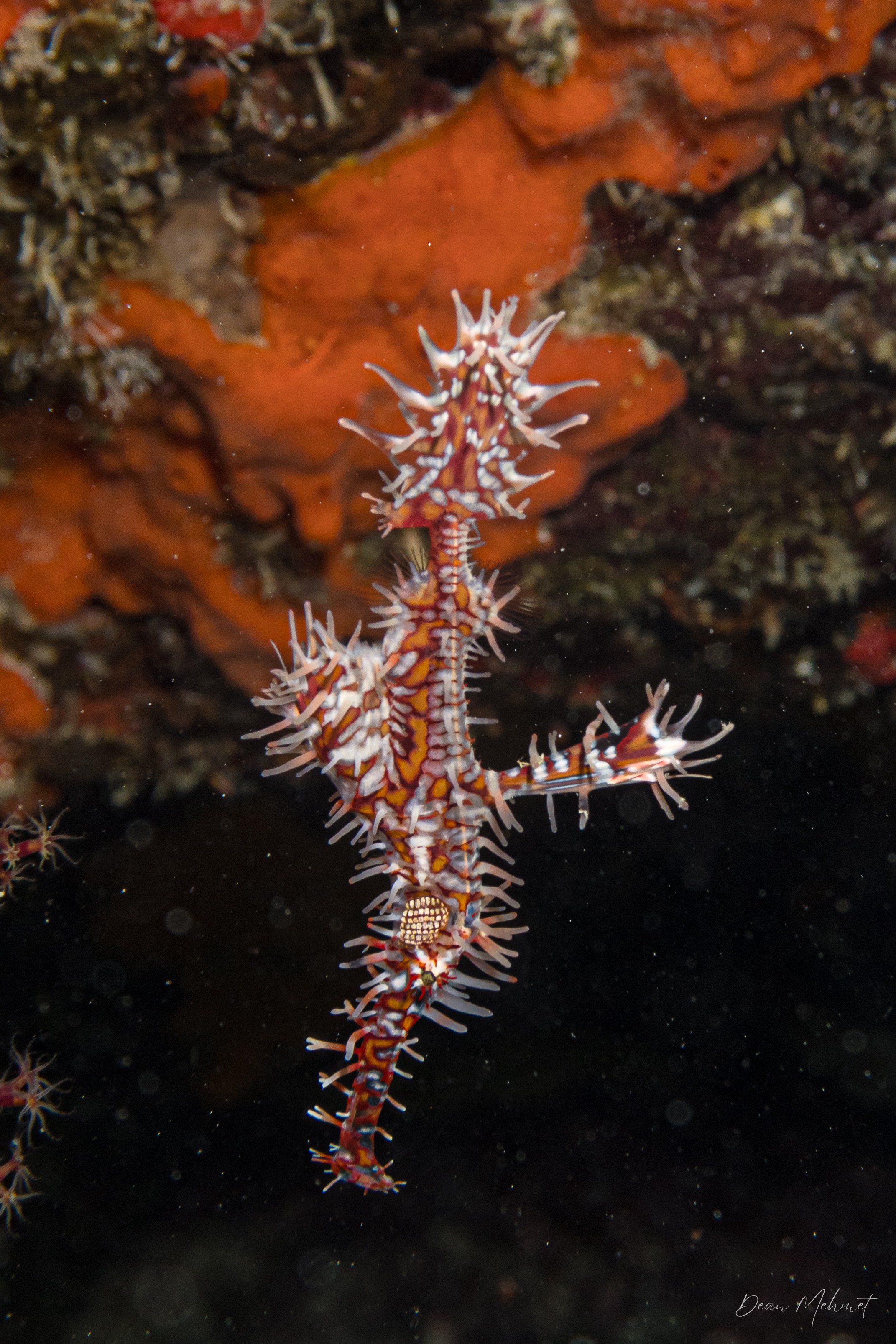 Ornate Ghostpipefish