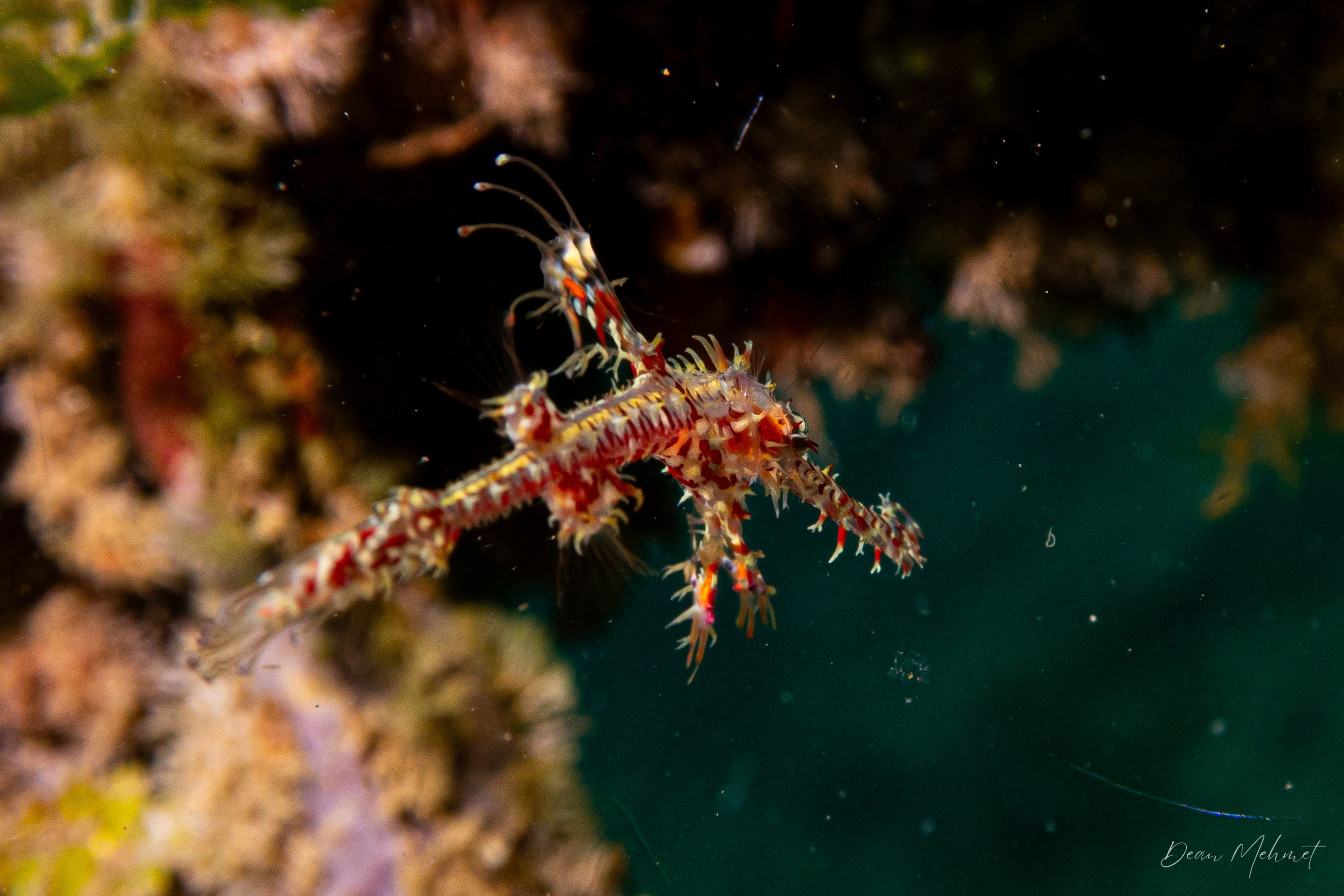 Ornate Ghostpipefish