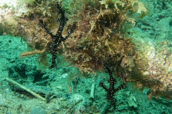 Ornate Ghostpipefish - Photo 4