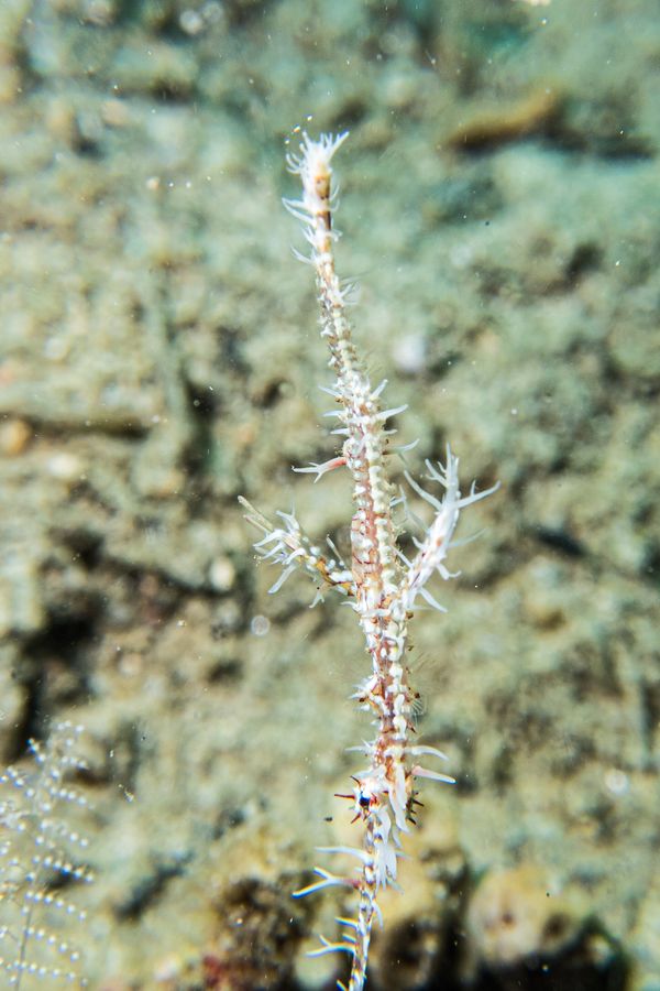 Ornate Ghostpipefish - Photo 6