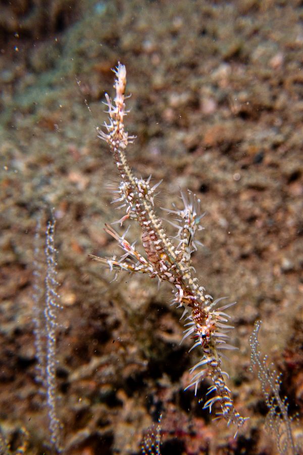 Ornate Ghostpipefish - Photo 7