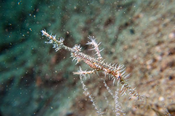 Ornate Ghostpipefish - Photo 8