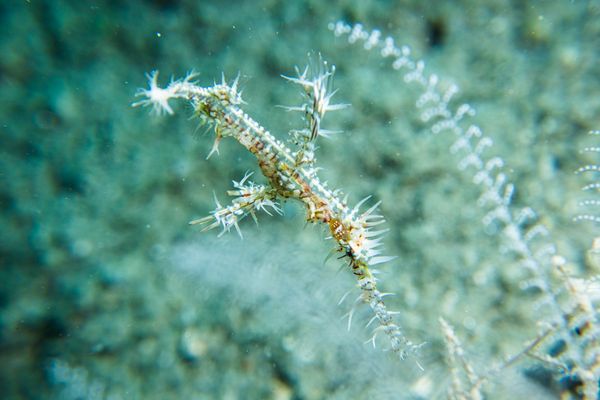 Ornate Ghostpipefish - Photo 9