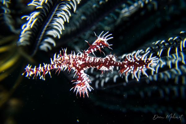 Ornate Ghostpipefish - Photo 10