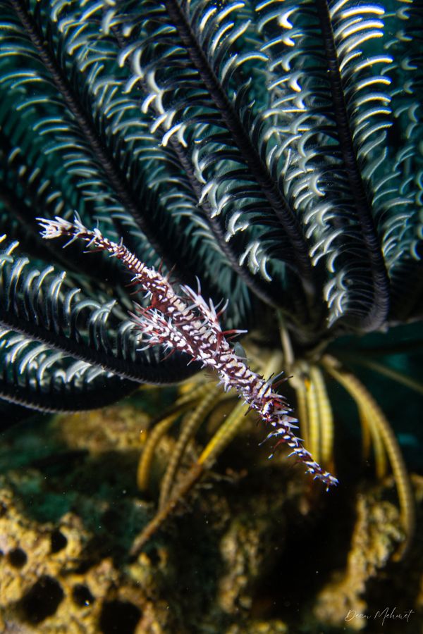 Ornate Ghostpipefish - Photo 11