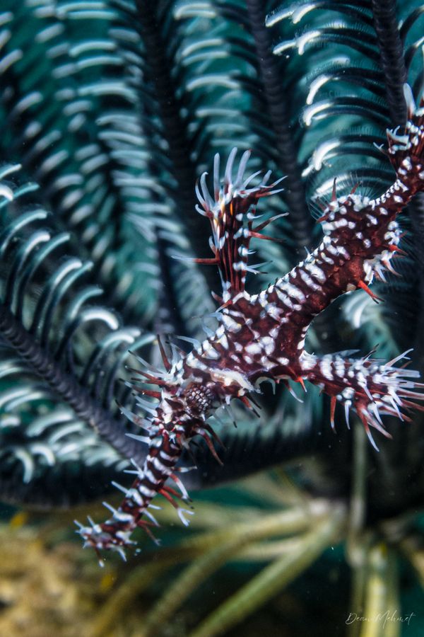 Ornate Ghostpipefish - Photo 12