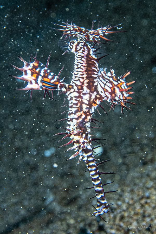 Ornate Ghostpipefish - Photo 13