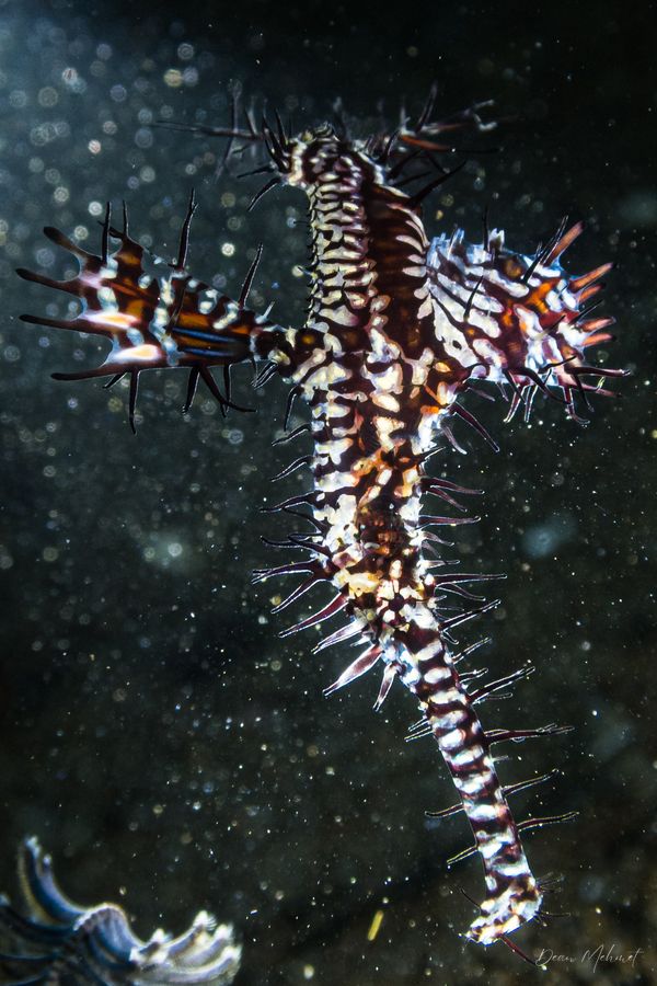 Ornate Ghostpipefish - Photo 14