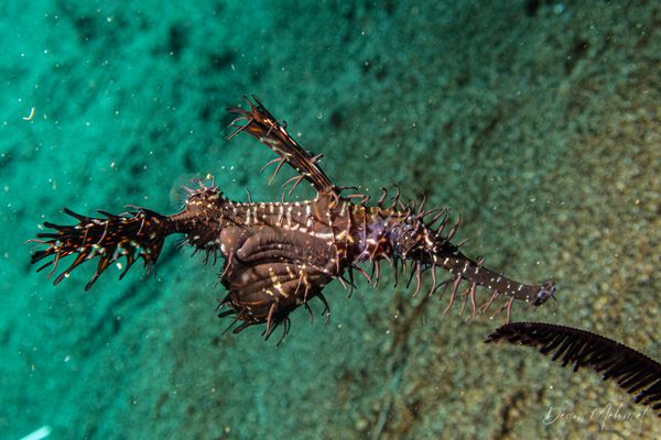 Ornate Ghostpipefish - Photo 15