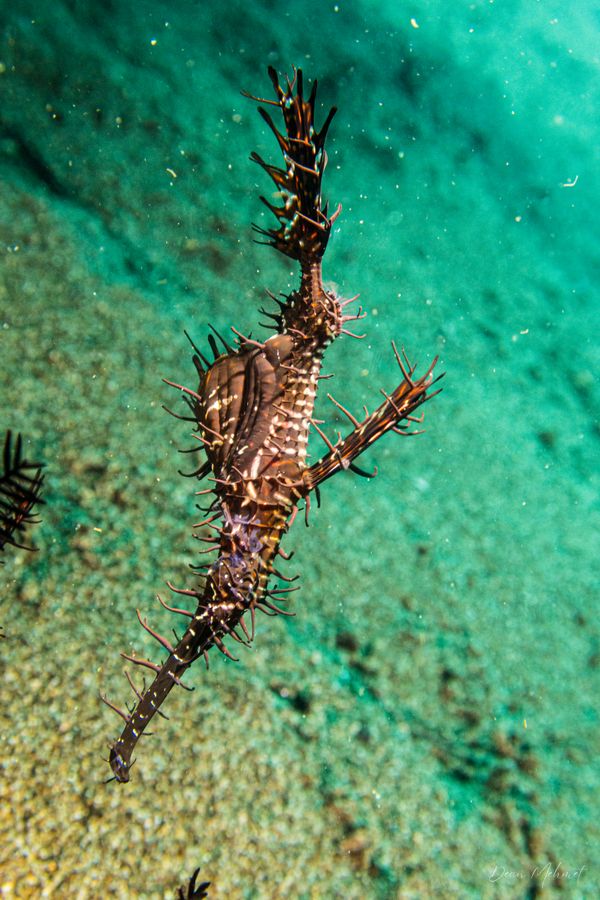 Ornate Ghostpipefish - Photo 16