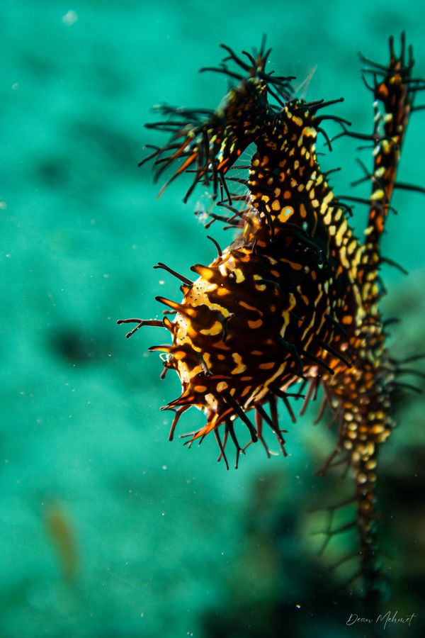 Ornate Ghostpipefish - Photo 17