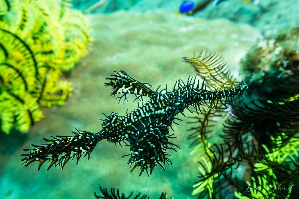 Ornate Ghostpipefish - Photo 18