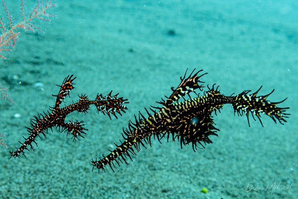 Ornate Ghostpipefish - Photo 20