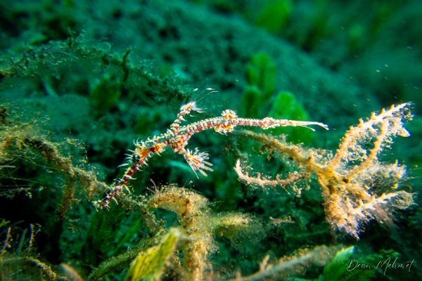 Ornate Ghostpipefish