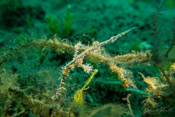 Ornate Ghostpipefish