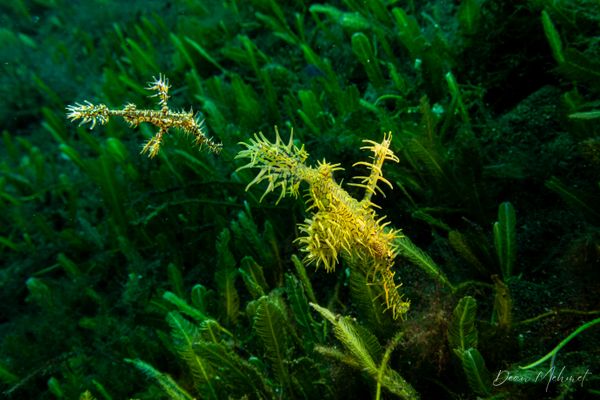 Ornate Ghostpipefish