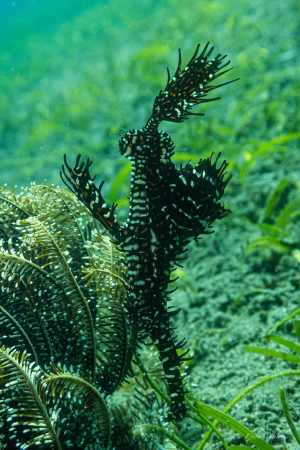 Ornate Ghostpipefish - Photo 24