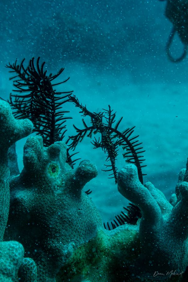 Ornate Ghostpipefish - Dauin - 7 June 2026 - Dive 1 - Largahan