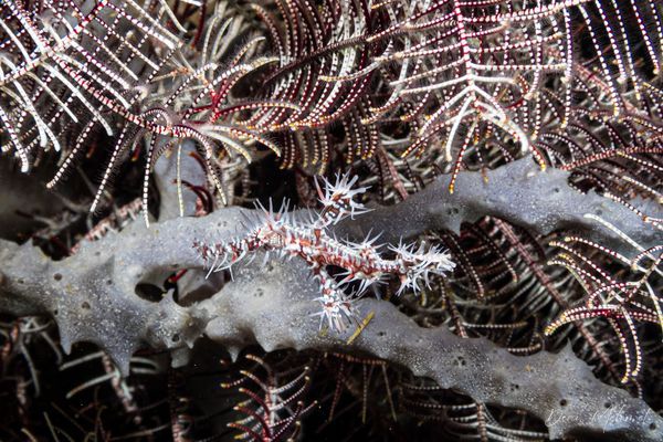 Ornate Ghostpipefish - Photo 27