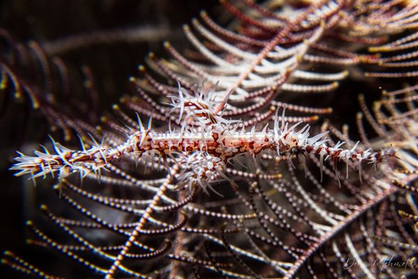 Ornate Ghostpipefish - Photo 28