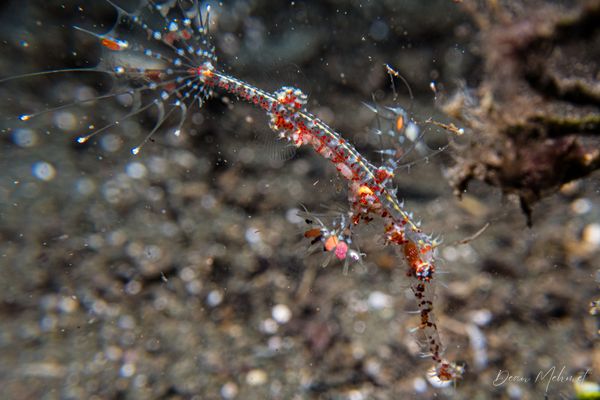 Ornate Ghostpipefish - Photo 29