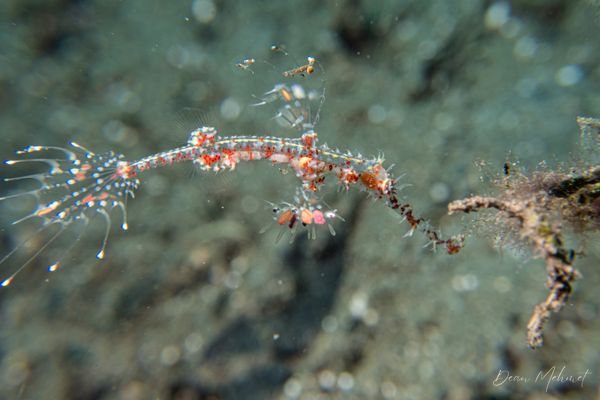 Ornate Ghostpipefish - Photo 30