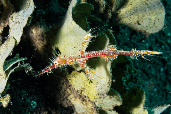 Ornate Ghostpipefish