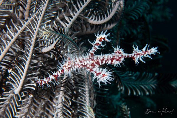 Ornate Ghostpipefish