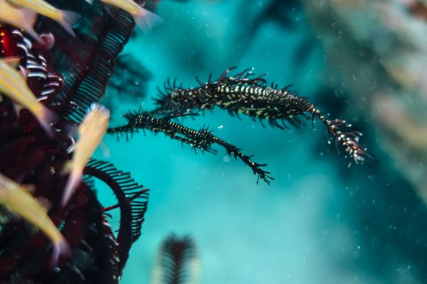 Ornate Ghostpipefish - Photo 33