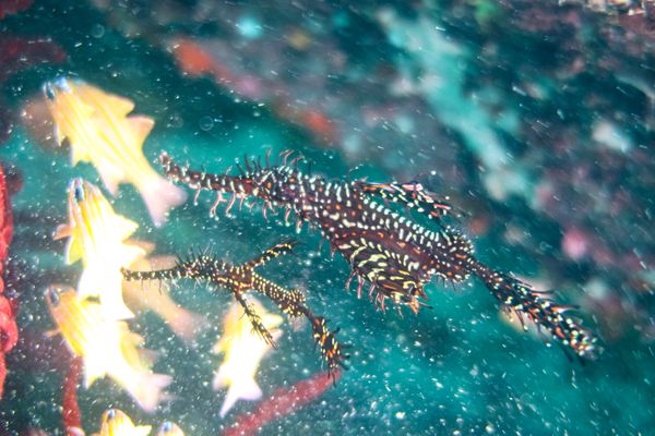 Ornate Ghostpipefish - Photo 34